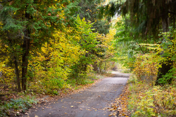 Road in the autumn forest with yellow leaves.