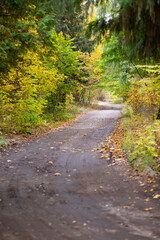 Road in the autumn forest with yellow leaves.