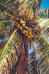 coconut tree 