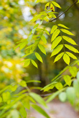Yellow autumn leaves in the forest.