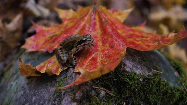 A brown frog sits on a maple leaf in autumn