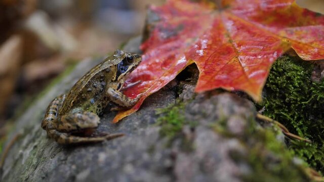 A brown frog sits on a maple leaf in autumn