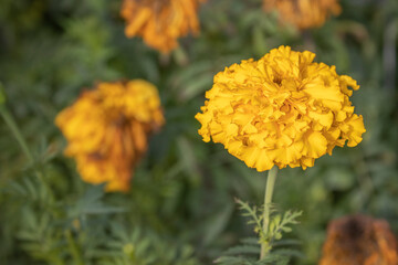 Des fleurs jaunes au jardin