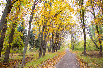 Walkway in the autumn park.
