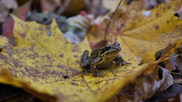 A brown frog sits on a maple leaf in autumn