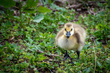 Baby Geese Yellow and Fuzzy