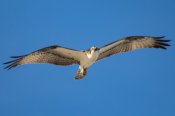 Osprey Looking Down at Photographer