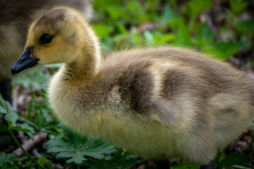 Baby Geese Yellow and Fuzzy