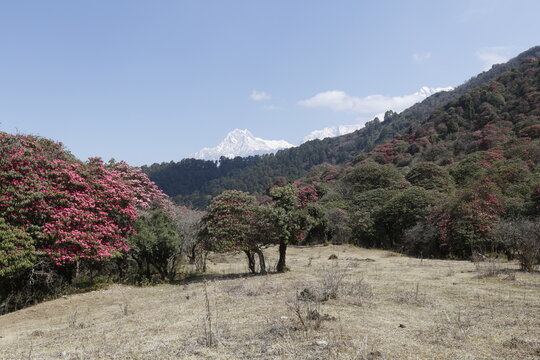 rhododendron flowers in the himalaya