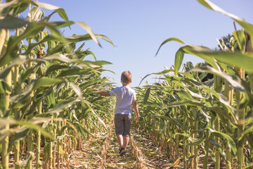 Beauty kid boy on summer corn  field  over blue clear sky. Happy young healthy woman enjoying...