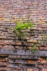 Tree grows out of the wall. Weathered stained grunge brick wall, abstract background texture with old dirty and vintage style pattern