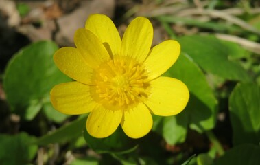 Yellow caltha flower in the garden in spring, closeup