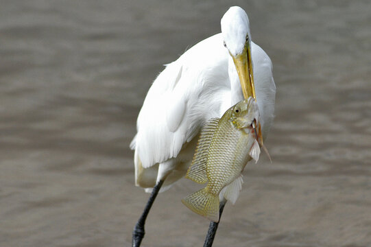 White heron with a fish in the beak on Lake Paranoa in Brazil