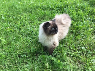 Himalayan cat walks at the grass
