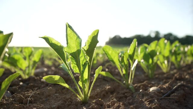 Sugar beet field, Monoculture in Europe, Germany. Video footage, 10 bit, 422