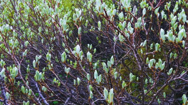 Willow-shrub; osier bed (Salicetum) in mountains, stream ravine. Willow leaves only in early summer (high-altitude alpine spring). Subniveal belt (2600 a.s.l.)