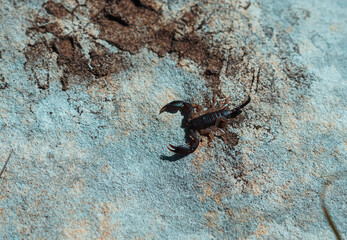 Photo of a scorpion crawling on a stone