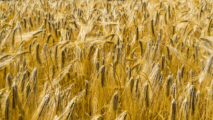 goldene Gerstenähren im Sommer