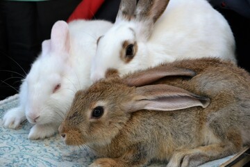 Three rabbits,bunnies together, white and brown-grey rabbits.