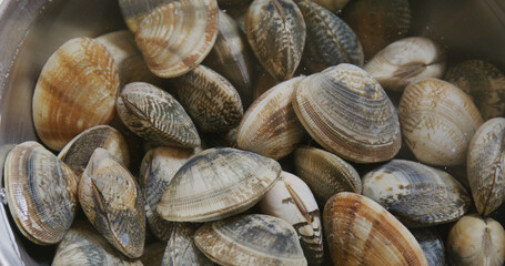 Fresh Raw clam in bowl