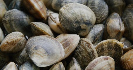 Fresh raw seafood clam on plate