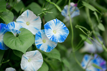 голубые цветы в саду весной осенью летом
blue flowers in the garden in spring autumn summer