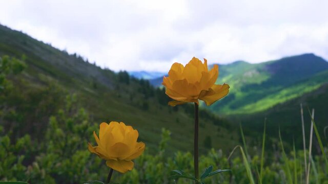 Altai globeflower (Trollius altaicus) in the forest meadows of Altai mountains.