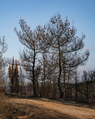 Fototapeta premium A Forest Path after a Wildfire