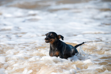 Doberman dog puppy swims in dirty water during a flood