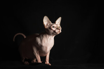 pink hairless sphinx purebred cat lying on black velvet on a dark background