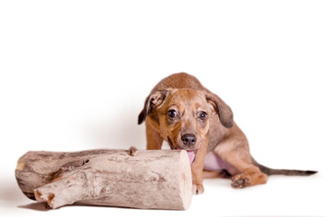 red mongrel puppy gnaws a large log