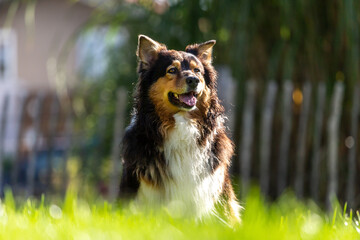 Head portrait of a australian shepherd dog looking attentively