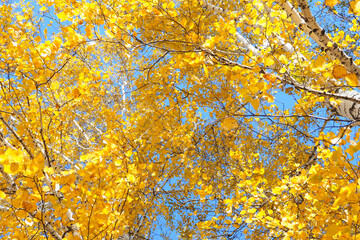 beautiful branches of a birch forest with yellow autumn leaves against the blue sky..