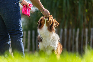 Dog education: A dog owner giving treats to a australian shepherd dog as a reward for being obedient