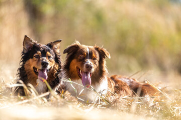 Portrait of two australian shepherd dogs on a field
