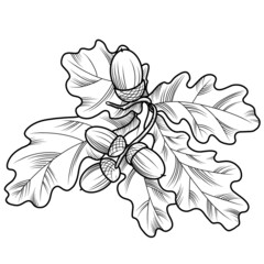 Monochrome illustration on a white background, a branch of an oak tree with leaves and acorns