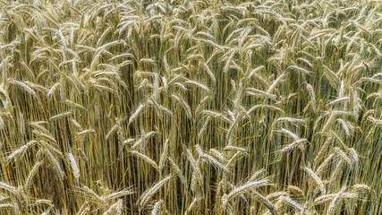 Nahaufnahme von Weizenähren im Sommer