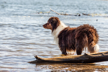 Portrait of an australian shepherd at the beach