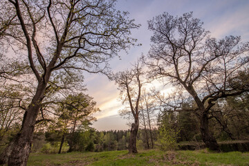 Fototapeta na wymiar Picturesque landscape of spring evening. Oak grove in spring. Young greenery on trees and ground.