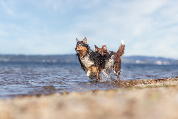 Portrait of two australian shepherd dogs at the beach