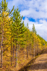 Fototapeta premium Autumn forest with bright green pine trees and yellow birch trees under blue sky in sunny day. Golden landscape on Indian summer in Siberia. Edge of the forest near the road