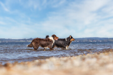Fototapeta na wymiar Portrait of two australian shepherd dogs at the beach