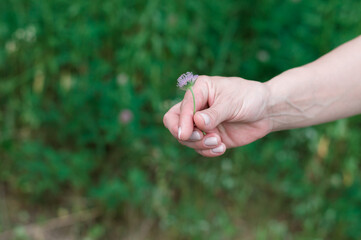 lilac blooming flower in woman's hand close up view on a blurred background in the meadow