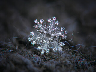 Snowflake glowing on dark textured background. Macro photo of real snow crystal: small stellar dendrite with glowing, transparent surface, flat complex arms and intricate inner structure.