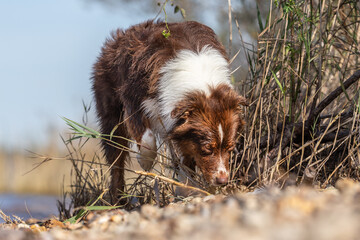 Portrait of an australian shepherd dog at the beach sniffing on the ground