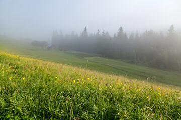 Wooden huts near spruce forest on a foggy morning, lush green meadow in the foreground. Ukraine, Carpathians
