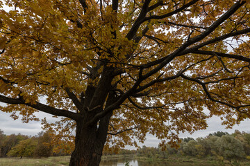 Autumn landscape with an oak tree in cloudy weather.