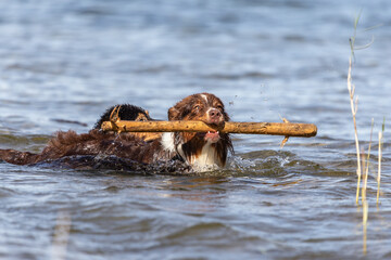 Portrait of a brown australian shepherd dog swimming and playing in water