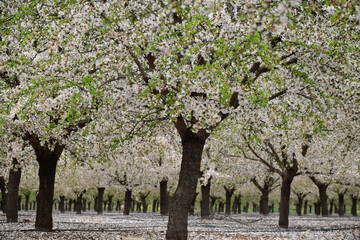 Almendro en flor en primavera 