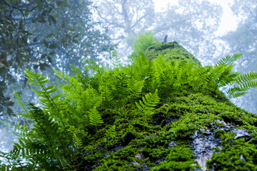Various ferns in the forests